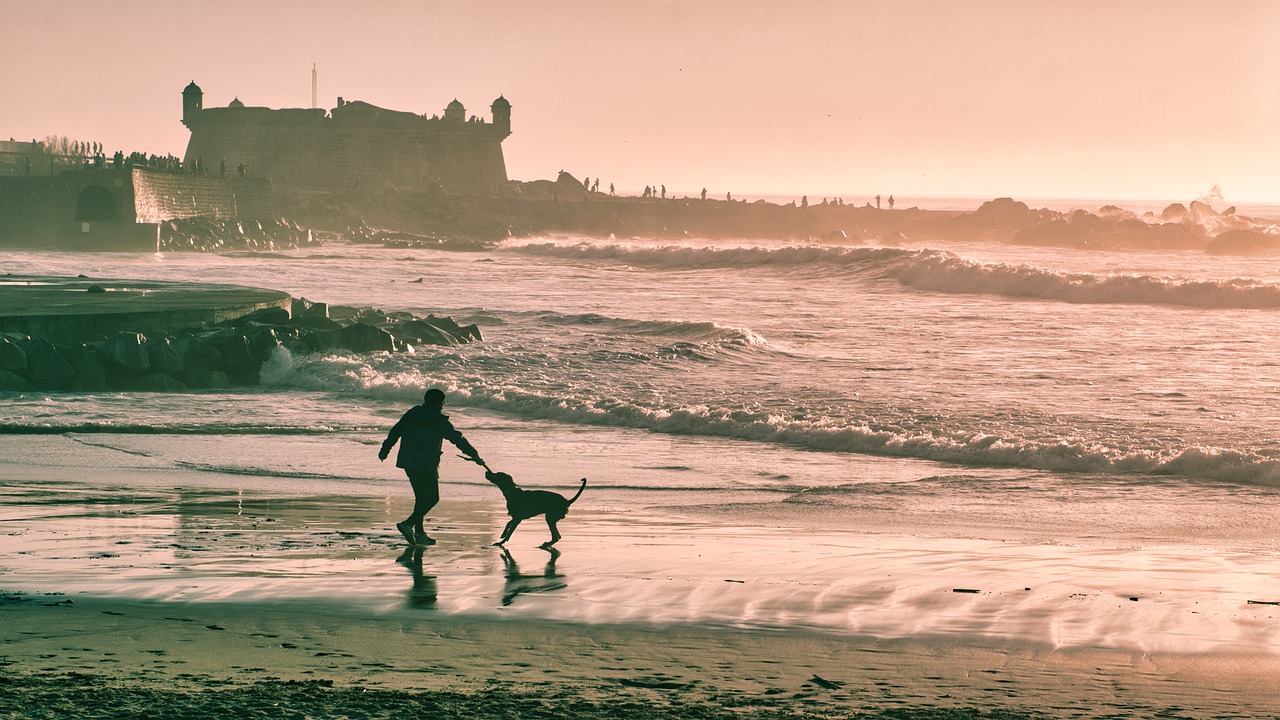 The Best Pet Travel Destinations Around the World